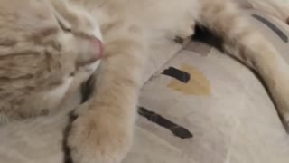 cat sleeping and listening to music