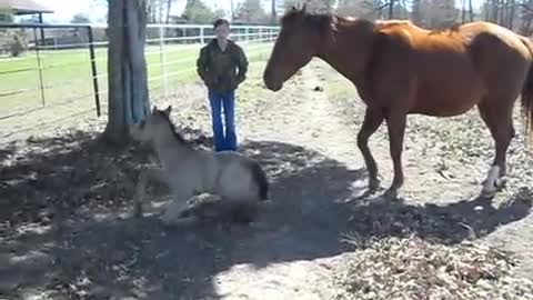 Camera Captures Baby Horse Sneezing, His Reaction Has People Crying With Laughter