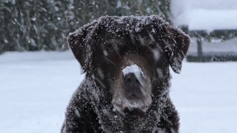 Snow and dog