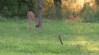 Fawn and Mother Deer