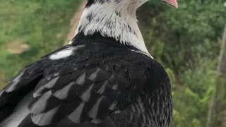 a beautiful dove flew onto the visor