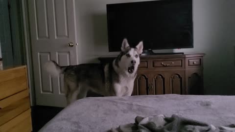 Talking Husky Wants To Go To The Park!