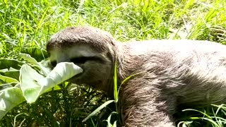 Cachorro de oso perezoso, que perdió a su madre, se recupera en el CAV de la Cdmb