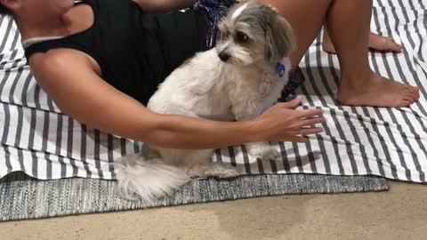 Very Clever Doggy Knows Exactly Where To Be During Owner's Workout