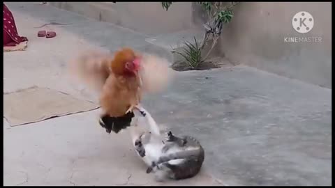 A cat is defeated with a rooster.