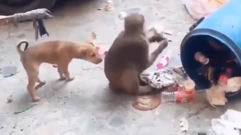 Funny clip monkey and dog😂