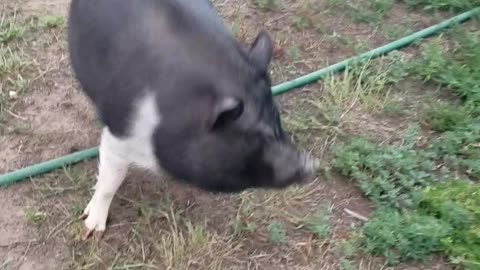 Mini Pigs Peppa And Bubbles Chase The Barbie Jeep