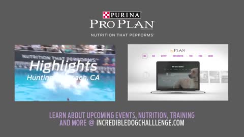 30 Weave up & Back Competition-2016 Purina @ Pro Plan @ Incredible Dog Challenge Western Regionals