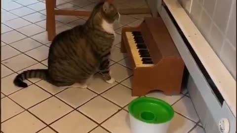 My cat plays the piano when he's hungry