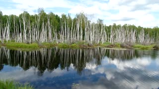 Birch Forest Reflected on a Lake in Fairbanks, Alaska