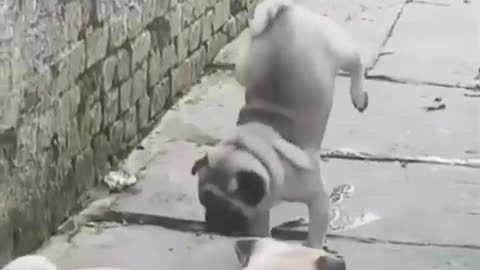 This dog has a super qualification