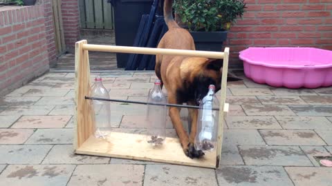 Clever Dog Figures Out Bottle Puzzle For Treats