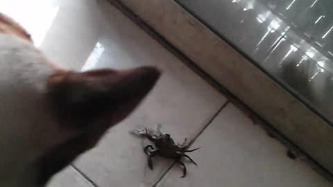 My dog fights with crab