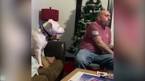 This female pitbul Misha needs attention. #very funny reaction