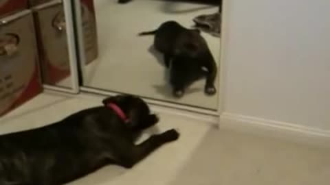 Confused dog wants to play with mirror reflection