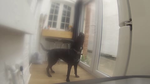 Dog really hates being left alone!