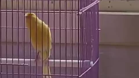 Funny bird in cage 1