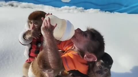 The little baboons are grabbing this bottle of milk