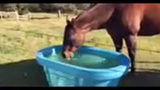 Horse Making Funny Noise Drinking