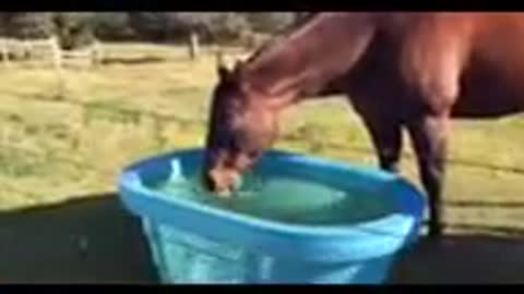 Horse Making Funny Noise Drinking