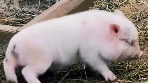 piglet #piggy #babypig #piglet