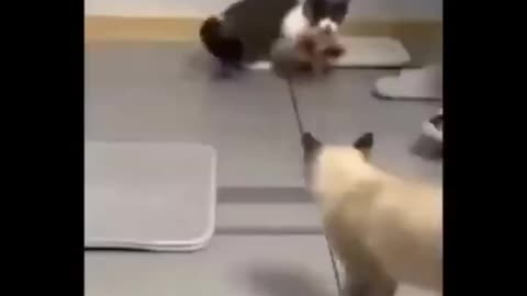 UNA VIDA DE GATOS: Gatos tiernos y divertidos haciendo travesuras 🐈