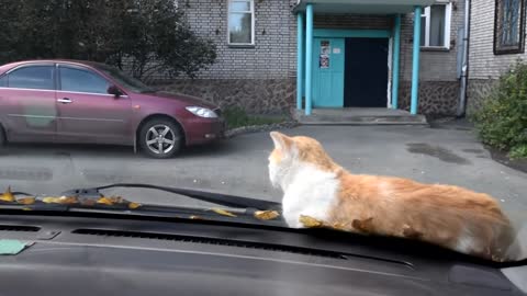 cat on the car