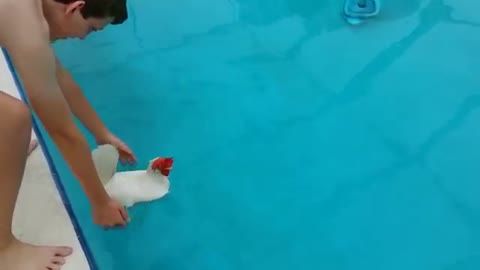 Can chickens_swim