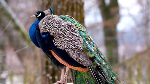 peacock bird peacock displaying