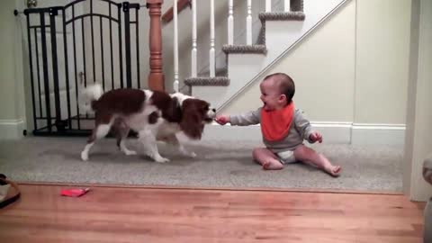 Adrorable lauging baby and cavalier king charles playing game