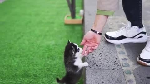 Cute Little Husky Adorably play and trip on owner