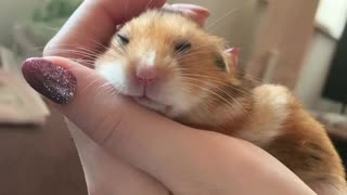 Sleeping Hamster In Human Hand (Cuteness Overload!)