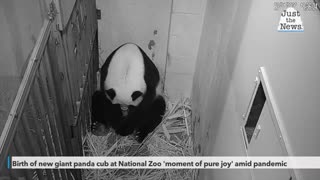 Birth of new giant panda cub at National Zoo 'moment of pure joy' amid pandemic
