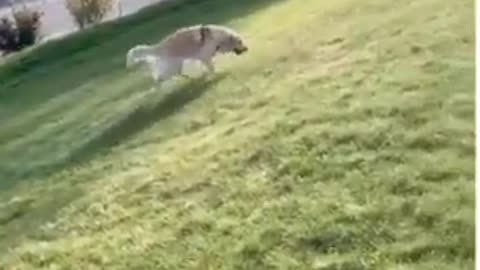 Hairy dog ​​slide on the grass
