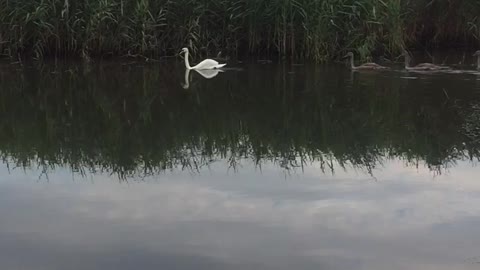 Two Big Swans Accompanied Their Babies