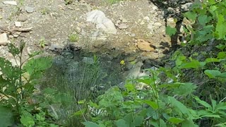 Fluffy Gold Finch bathing