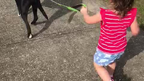 Toddler calmly walking her loving pitbull