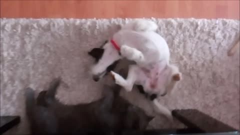 Cat and puppy playing on carpet