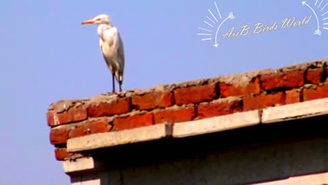 Beautiful bird Crane found in Pakistan stand on the roof like a guardian