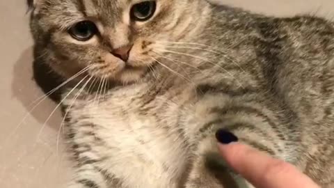 "I'm really upset. Don't touch me hooman"