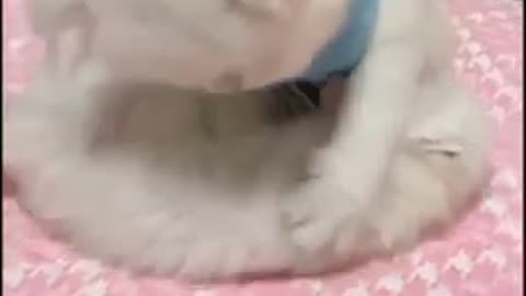 TWO White Cute Kitten Baby Cat Playing