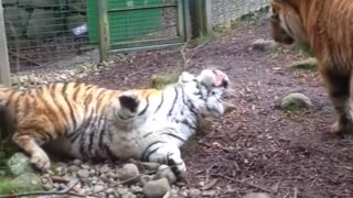 TIGER FIGHT IN DUBLIN ZOO