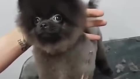 Puppy dog dancing for grooming