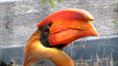 Calau Rufous