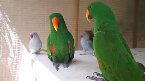 Funny BIRDS & PARROTS Talking and Singing: What a Talent