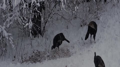 Rare Scenes of wild fowl finding their food