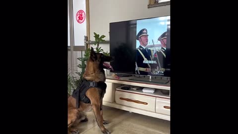 Retired police dog responds to 'salute' command while watching flag raising ceremony on TV