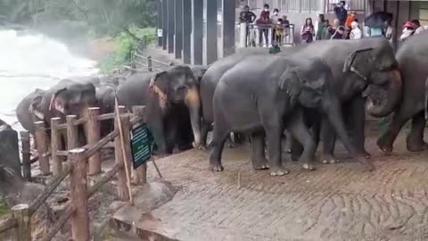 It was a moment when the elephants returned after bathing Sri Lanka - Pinnawala