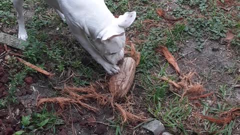 Puppy Loves Coconut