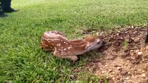 Aww cute deer... Surprise MFer